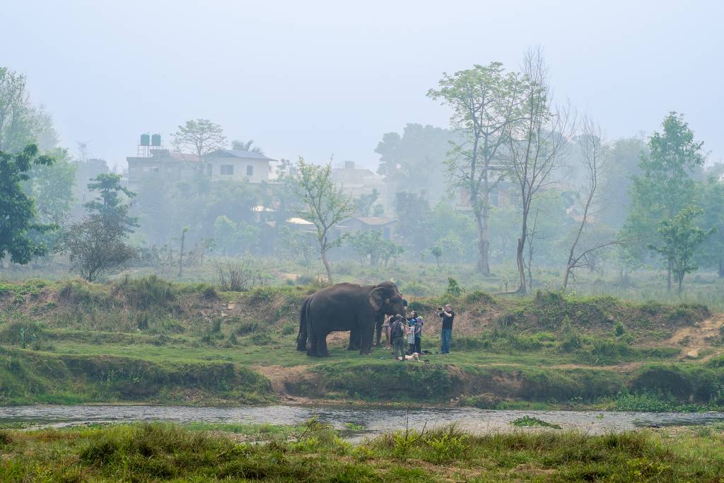 Volunteer with elephant Nepal